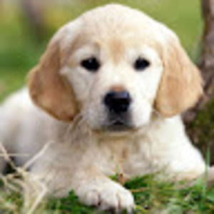 Meet your Posher, Elsa